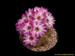 Sulcorebutia tarabucoensis ssp. hertusii HS125 1257 